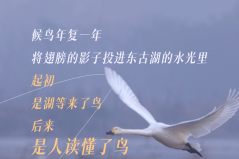 乡行“曼”记｜飞羽归处 被翅膀重新定义风景的东古湖
