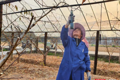 宜章县玉溪镇西门村：枝条粉碎变“肥宝” 生态还田促生产