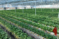 千城百县看中国丨湖南祁阳：草莓采摘销售旺