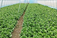 雨湖区：“湘潭矮脚白”走俏大湾区