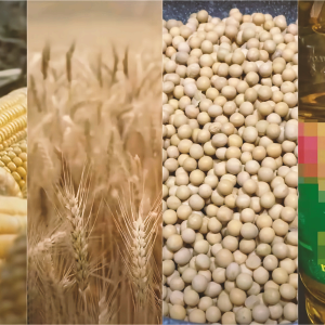 生物燃料政策生变？豆油多头紧急撤离！CBOT持仓变动揭示市场真实担忧！ ...