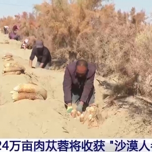 视频丨新疆肉苁蓉进入采收季 沙产业让沙漠化身“致富田”