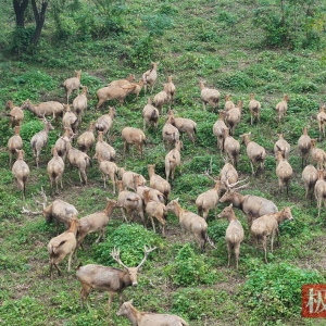 何以中国｜江豚起舞、麋鹿撒欢，荆江之畔成为“湿地精灵”乐园 ...