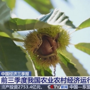 透过数据看前三季度“三农”成绩单 为经济社会高质量发展提供有力支撑 ...