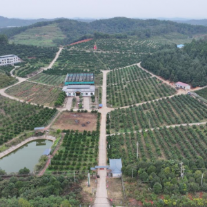 永州冷水滩：果冻橙甜蜜上市 橙黄橘绿好“丰”景