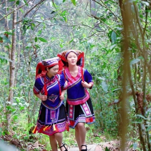 湖南江华：探寻古茶树（上）