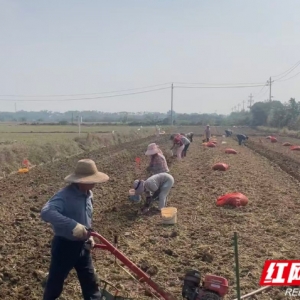 藠头田间栽种忙！湘阴县三塘镇藠头种植面积超1.5万亩