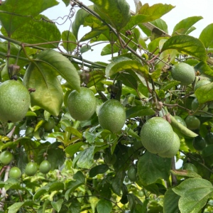 苏仙区五盖山：高山百香果满枝头 清脆纯甜“抢鲜”北上广
