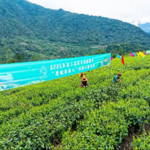 茶香漫峡谷 绿叶变“金叶”——西藏墨脱采茶人劳务品牌的2025年答卷 ...