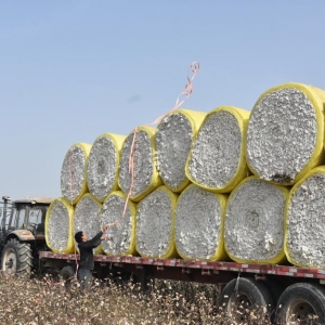 科技赋能丰收——新疆棉花采收一线见闻