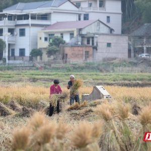 大美红图丨天末稻云黄 邵东市双季稻喜丰收