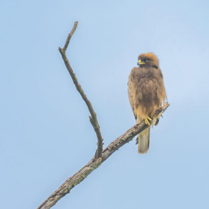 湖南首次记录到靴隼雕并获得清晰影像