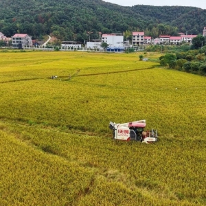 秋收“丰”景丨科技“奏响”三湘晚稻“丰收曲”