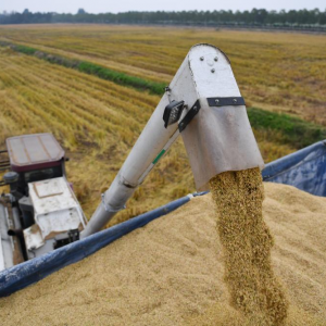 益阳：洞庭湖畔 新农人迎接“收稻季”