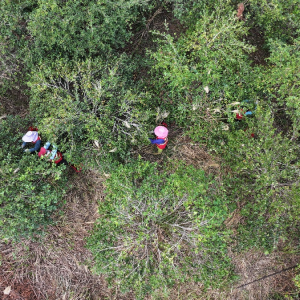 桂阳：油茶丰收采摘忙 山乡土地“绿生金”