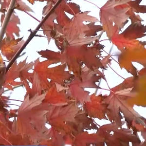 特色赏秋游热潮澎湃 “文旅+”新场景新业态激发“秋日经济”活力 ...