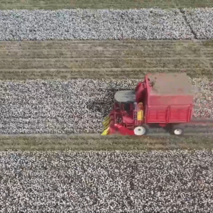 新疆：机械化为棉田生产赋能