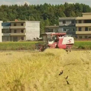 农发行安仁县支行：粮安背后的守护