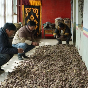 土特产也能引领新“食”尚！且看高原芫根变身共富“元宝” ...
