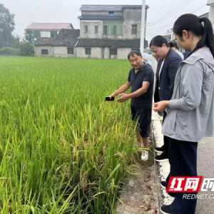 暴雨致桃江县晚稻受损 中华财险益阳中支一线督导定损理赔