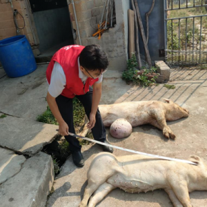 科技赋能、精准守护 农业保险筑牢乡村振兴“防护网”