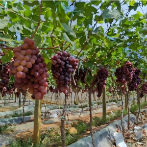 农发行宜章县支行：2.7亿金融甘泉唤醒千亩田畴绿浪