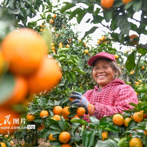 湖南道县：砂糖橘迎来收获季