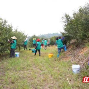 临武水东：霜降采茶籽 油香飘满山