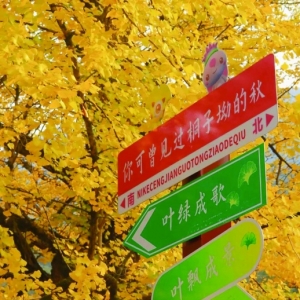 跟着这份秋日赏色地图 一起去追五彩斑斓的美