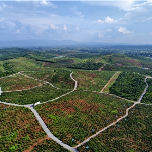 绿水青山溢“油香”——永州油茶产业高质量发展纪实