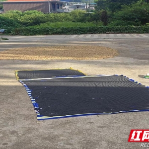 永州东铺村：林下种得“金芝麻” “藏粮于林”显成效