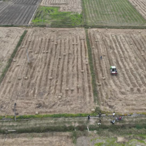 一田三季，粮菌双收：安仁秸秆变“废”为“宝”