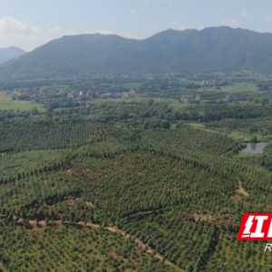 祁阳：油茶产值突破30亿元 “绿果子”变“金果子”