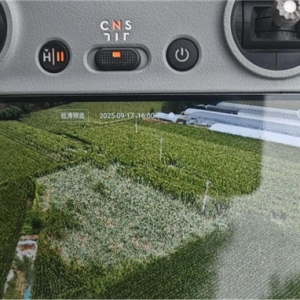 阳光财险全链条发力 护航秋粮“抢收战”