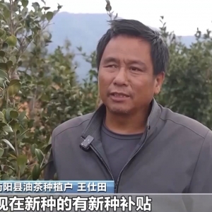 浑身是宝！一颗油茶果如何“榨”出近千亿绿色产值？