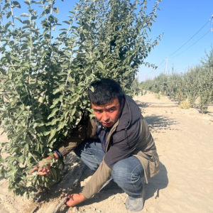 变沙为“金” “科技+产业”赋能塔克拉玛干沙漠治沙模式升级 ...