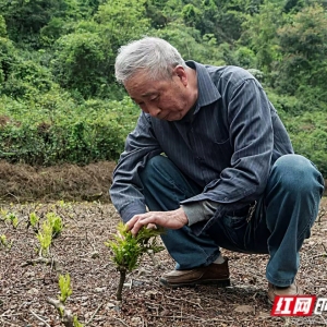 潇湘银辉｜黄宏全：躬耕半世纪 捧茶出深山