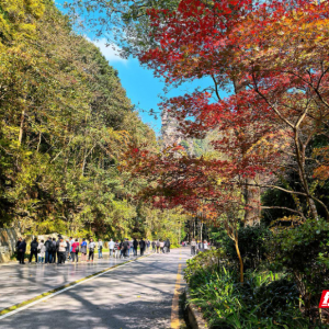 张家界国家森林公园秋意盎然，“捡秋” 之旅邂逅绝色山水