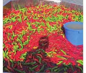 湖南的鱼也爱吃辣：湖南多个养鱼场用辣椒喂鱼，最爱的是朝天椒 ...