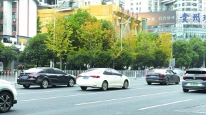 再为湖南的秋天按一次快门，这次是银杏