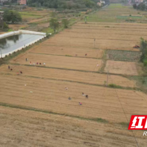 祁阳市下马渡镇：冬种油菜正当时 田间移栽农事忙