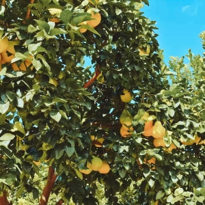 习近平广东行丨富民兴村“柚”产业——走进南福金柚种植基地 ...