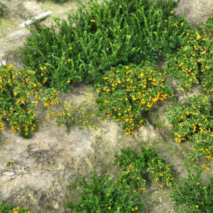 湖南慈利：富硒柑橘飘香 乡村振兴谱新篇