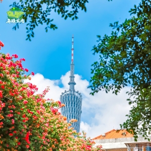 文化中国行·立冬 | 岭南立冬春意同，新梅万朵映晴空