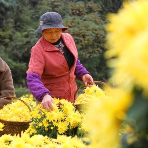衡阳南岳区：立冬时节采菊忙