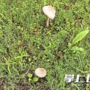 长沙已出现，千万别吃！有毒！