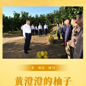 第一观察·瞬间｜黄澄澄的柚子，沉甸甸的牵挂