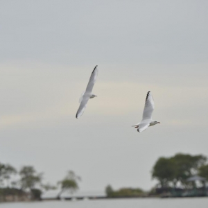 四中全会精神在基层丨太湖新生记：一湖清水的绿色攻坚战