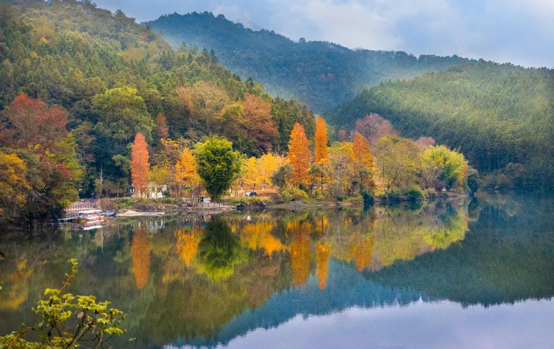 位于广东韶关的帽子峰，已铺开第一里金黄。泛舟江上，两岸青山如黛，偶有金黄点缀其间。 图源：帽子峰旅游景区