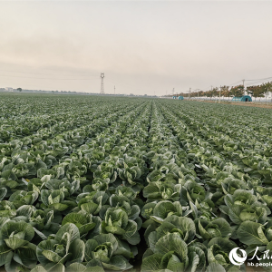 行进中国丨长江边，“一棵菜”的升级答卷